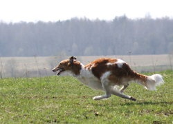 Privire de ansamblu rasa câini caracteristici standard, rusă Borzoi de conținut și fotografii (roca) Privire de ansamblu rasa câini caracteristici standard, rusă Borzoi de conținutul și fotografii