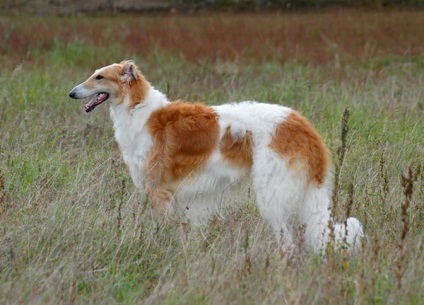 Privire de ansamblu rasa câini caracteristici standard, rusă Borzoi a conținutului și fotografia (rusă) Privire de ansamblu rasa câini caracteristici standard, rusă Borzoi de conținutul și fotografii