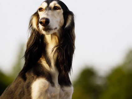 Privire de ansamblu rasa câini caracteristici standard, rusă Borzoi de conținut și fotografii (ogarul) Privire de ansamblu rasa câini caracteristici standard, rusă Borzoi de conținutul și fotografii