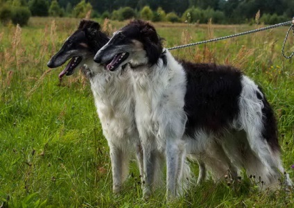 Privire de ansamblu rasa câini caracteristici standard, rusă Borzoi de conținut și fotografii (roca) Privire de ansamblu rasa câini caracteristici standard, rusă Borzoi de conținutul și fotografii