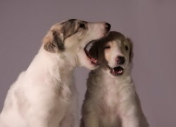 Privire de ansamblu rasa câini caracteristici standard, rusă Borzoi de conținut și fotografii (ogarul) Privire de ansamblu rasa câini caracteristici standard, rusă Borzoi de conținutul și fotografii