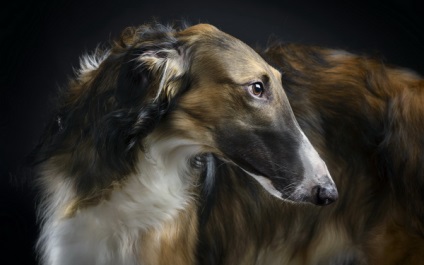 Privire de ansamblu rasa câini caracteristici standard, rusă Borzoi a conținutului și fotografia (rusă) Privire de ansamblu rasa câini caracteristici standard, rusă Borzoi de conținutul și fotografii
