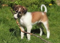 Privire de ansamblu rasa câini caracteristici standard, rusă Borzoi a conținutului și fotografia (rusă) Privire de ansamblu rasa câini caracteristici standard, rusă Borzoi de conținutul și fotografii