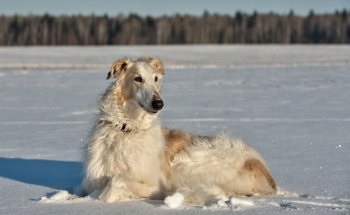 Privire de ansamblu rasa câini caracteristici standard, rusă Borzoi de conținut și fotografii (roca) Privire de ansamblu rasa câini caracteristici standard, rusă Borzoi de conținutul și fotografii