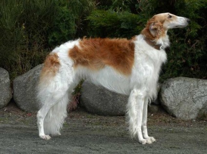 Privire de ansamblu rasa câini caracteristici standard, rusă Borzoi de conținutul și fotografii