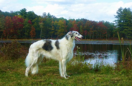 Privire de ansamblu rasa câini caracteristici standard, rusă Borzoi a conținutului și fotografia (rusă) Privire de ansamblu rasa câini caracteristici standard, rusă Borzoi de conținutul și fotografii