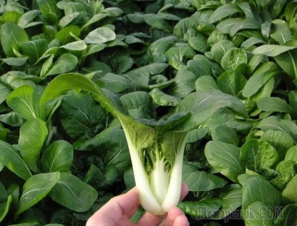 Descrierea și metodele de cultivare de varză chinezească pak choi