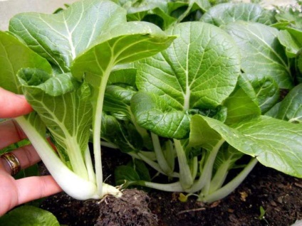 Descrierea și metodele de cultivare de varză chinezească pak choi