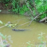 Vânătoare capcane (capcane) sobolan Vânătoare pentru capcane sobolan
