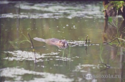 Vanatoare capcane (sobolan apa sobolan) Vânătoare pentru capcane sobolan