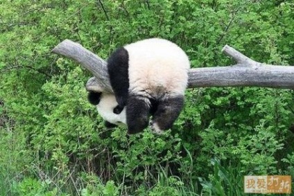 Panda că pentru un animal (animale) Panda ce o fiară