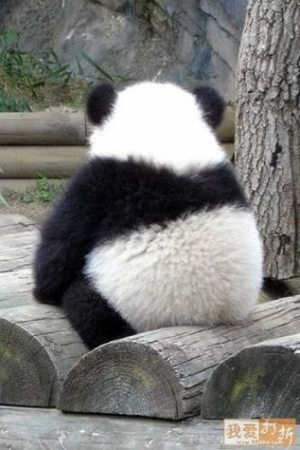 Panda că pentru un animal (panda) Panda ce o fiară