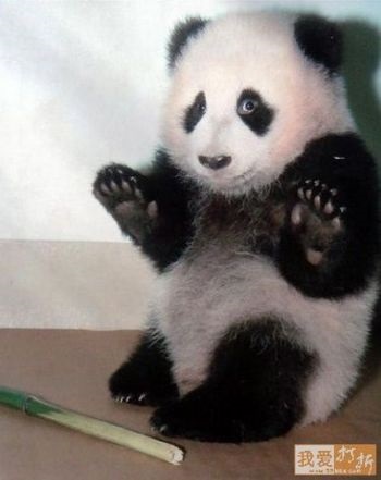 Panda că pentru un animal (panda) Panda ce o fiară