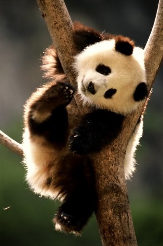 Panda că pentru un animal (panda) Panda ce o fiară