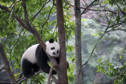 Panda că pentru un animal (animale) Panda ce o fiară
