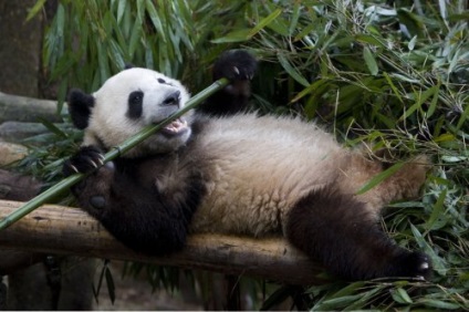 Panda că pentru un animal (animale) Panda ce o fiară