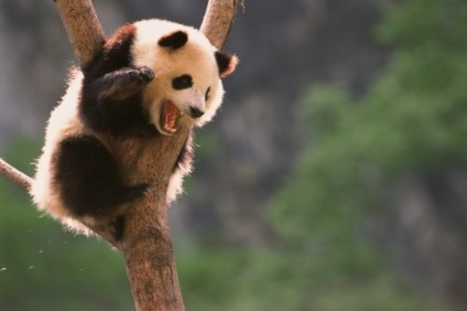 Panda că pentru un animal (panda) Panda ce o fiară