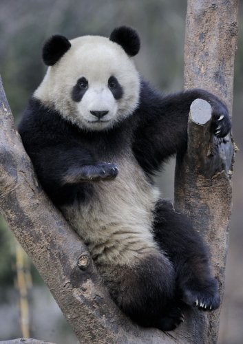 Panda că pentru un animal (animale) Panda ce o fiară