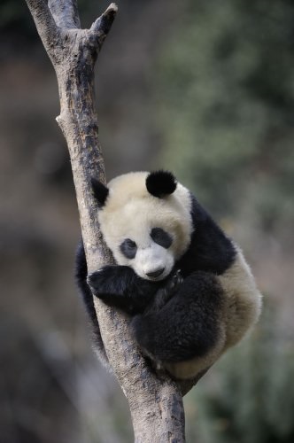 Panda că pentru un animal (animale) Panda ce o fiară