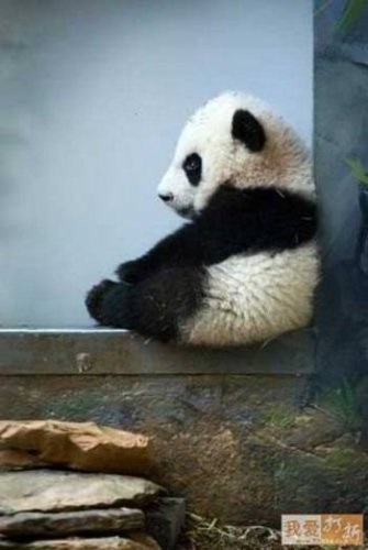 Panda că pentru un animal (animale) Panda ce o fiară