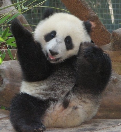 Panda că pentru un animal (panda) Panda ce o fiară