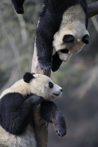 Panda că pentru un animal (animale) Panda ce o fiară