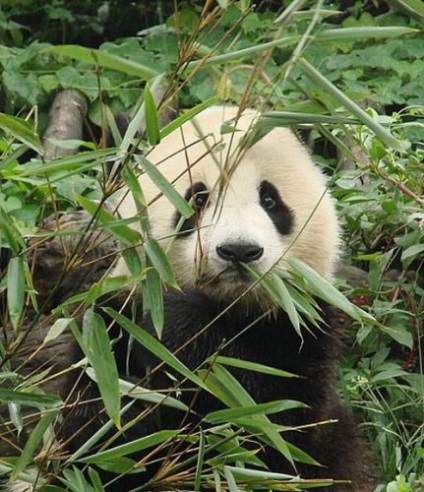 Panda că pentru un animal (animale) Panda ce o fiară
