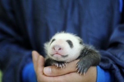 Panda că pentru un animal (panda) Panda ce o fiară