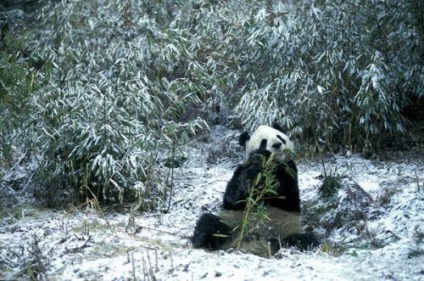 Panda ce o fiară