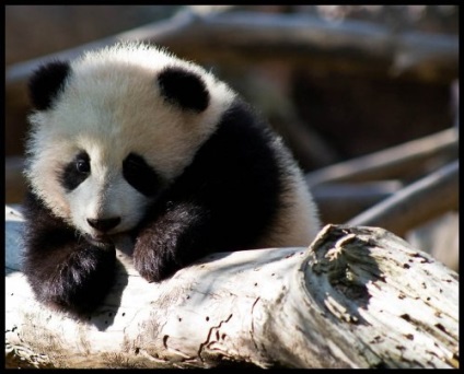 Panda că pentru un animal (animale) Panda ce o fiară