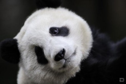 Panda că pentru un animal (panda) Panda ce o fiară