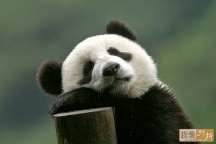 Panda că pentru un animal (panda) Panda ce o fiară