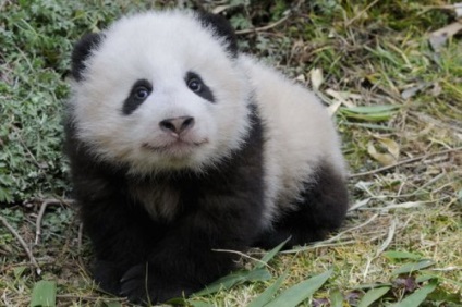 Panda că pentru un animal (panda) Panda ce o fiară