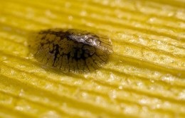 Fern lasă loc uscat (uscat) cameră Fern frunze uscate