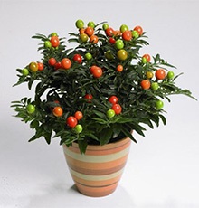 Nightshade decorative (decorativ) nightshade decorative