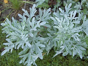 Pelinul - planta verde aromatice, plante pentru balcoane si terase (amara) Pelinul - planta verde aromatice, plante pentru balcoane si terase