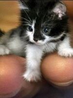 Cat rasa nibelung (roca) pisicile din rasa nibelung