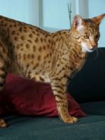 Cat rasa nibelung (roca) pisicile din rasa nibelung