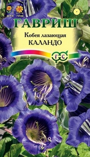 Plantare și îngrijire de flori kobei Laza (plantare de semințe de îngrijire cultivarea de flori Kobe pentru a urca pe balcon) Plantare și îngrijire de flori kobei Laza
