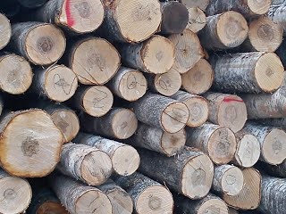 Bustean pentru furnir Procesul de fabricație (de foioase fankryazha conifere) Bustean pentru furnir procesului de fabricație