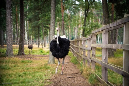 Călătorie spre Pădurea Bialowieza pentru a vedea, în cazul în care să stați partea 1, timp liber și călătorii