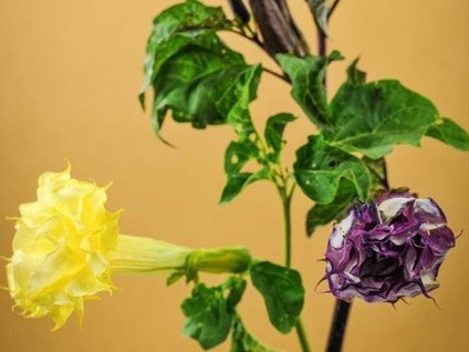 Plante Datura iarba diavolului (iarba) Datura iarbă plantelor diavolului