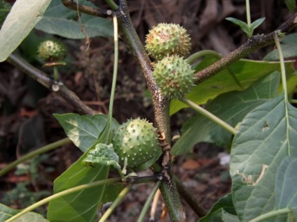 Plant Datura buruienilor diavolului (plantă) Datura iarbă plantelor diavolului