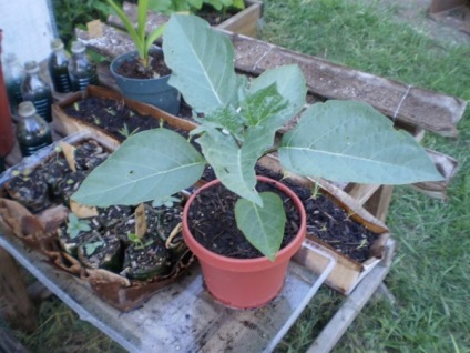 Datura plante iarbă diavolul (diavolul) Datura iarbă plantelor diavolului