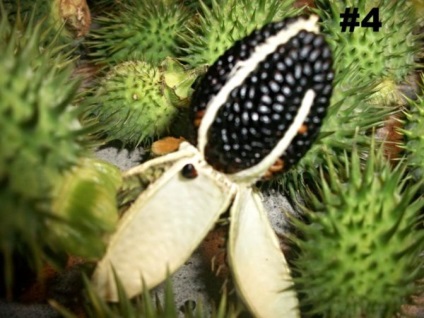 Plant Datura buruieni diavolului (Datura) Datura iarbă plantelor diavolului