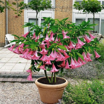 Plant Datura buruienilor diavolului (plantă) Datura iarbă plantelor diavolului