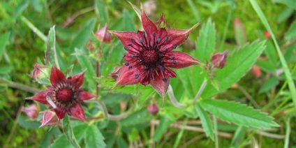 Potentilla marsh proprietăți utile și contraindicații pentru utilizarea (cerere) Potentilla mlăștinoase proprietăți utile și contraindicații