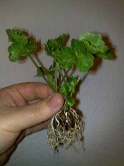 instrucțiuni video de grădină Buttercup pe creștere propriile lor mâini, caracteristici, de îngrijire, fotografie de plantare (cu mâinile) instrucțiuni video de grădină Buttercup pe creștere propriile lor mâini, caracteristici de plantare, îngrijire, fotografie