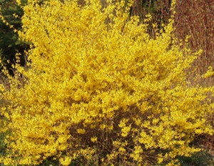 Cele mai frumoase arbuști cu flori pentru (înflorire arbuști pentru fotografie suburbii) Cele mai frumoase arbuști cu flori pentru