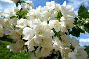 Cele mai frumoase arbuști cu flori pentru (arbuști cu flori frumoase foto) Cele mai frumoase arbuști cu flori pentru